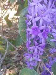 Petrea volubilis