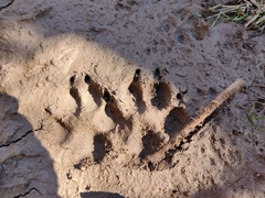 Canis familiaris
