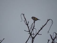 Carduelis carduelis