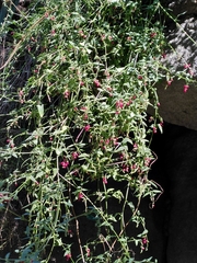 Chenopodium nutans nutans