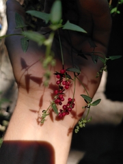 Chenopodium nutans nutans