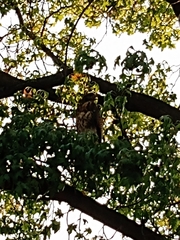 Parabuteo unicinctus unicinctus