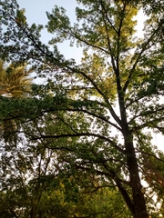 Parabuteo unicinctus unicinctus