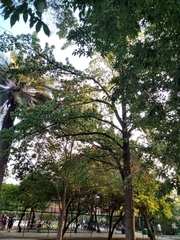 Parabuteo unicinctus unicinctus