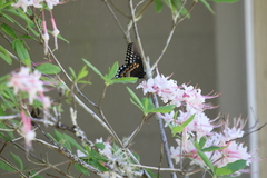 Papilio troilus image