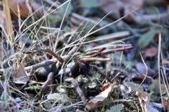 Calisoga longitarsis