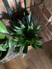 Dracaena fragrans compacta