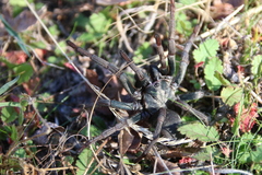 Calisoga longitarsis
