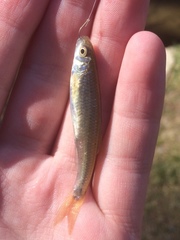 Notropis spectrunculus