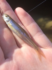 Notropis spectrunculus