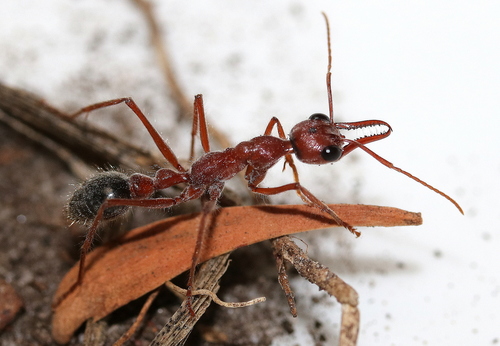 刚毛牛蚁Myrmecia hirsuta