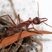 Myrmecia hirsuta - Photo (c) trevorpescott,  זכויות יוצרים חלקיות (CC BY-NC)