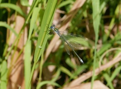 Lestes sponsa