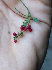 Chenopodium nutans nutans