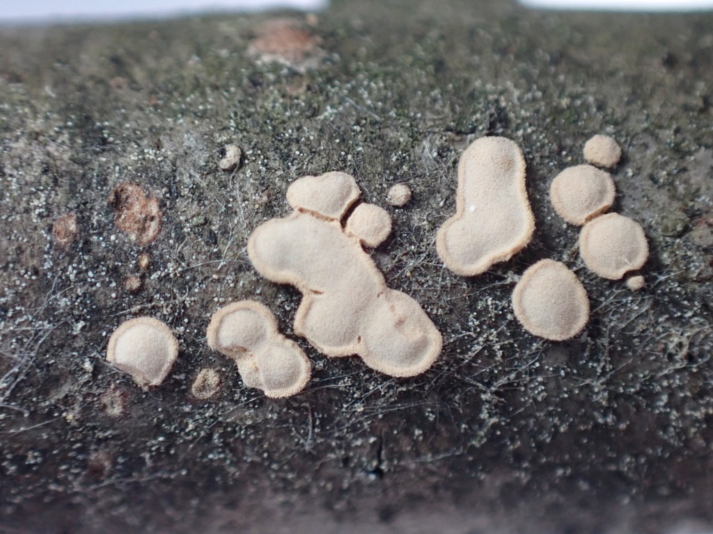 Aleurodiscus farlowii