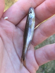 Notropis leuciodus