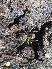 Mexigonus morosus