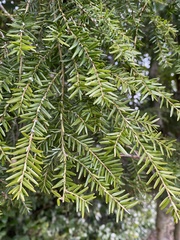 Tsuga heterophylla