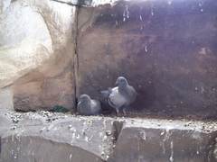 Columba livia domestica