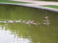 Alopochen aegyptiaca