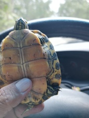 Trachemys venusta iversoni