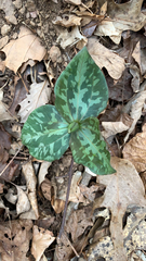 Trillium cuneatum