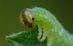 Arge ustulata