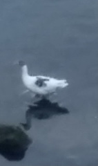 Anser anser domesticus