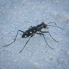 Cicindela ocellata ocellata