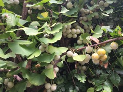 Ginkgo biloba