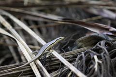 Trachylepis sechellensis