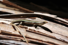 Trachylepis sechellensis