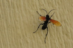 Calopompilus pyrrhomelas