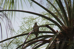 Turdus migratorius confinis