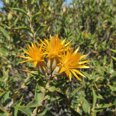 Chuquiraga avellanedae