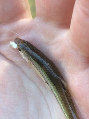 Notropis leuciodus