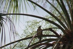 Turdus migratorius confinis