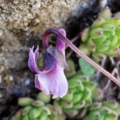 Viola thomasiana