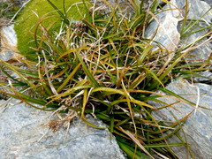 Carex wakatipu