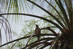 Turdus migratorius confinis