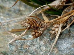 Carex wakatipu