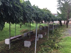 Wisteria floribunda