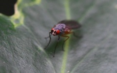Heteromyza