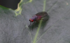 Heteromyza