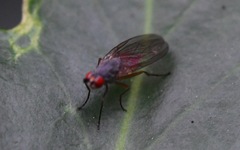Heteromyza