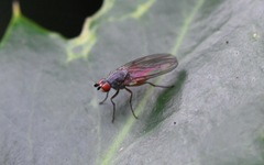 Heteromyza