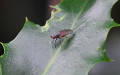 Heteromyza