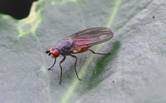 Heteromyza