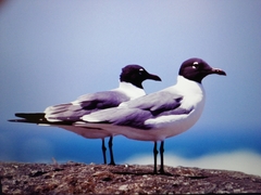 Leucophaeus atricilla