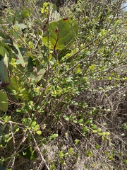 Erythroxylum brevipes